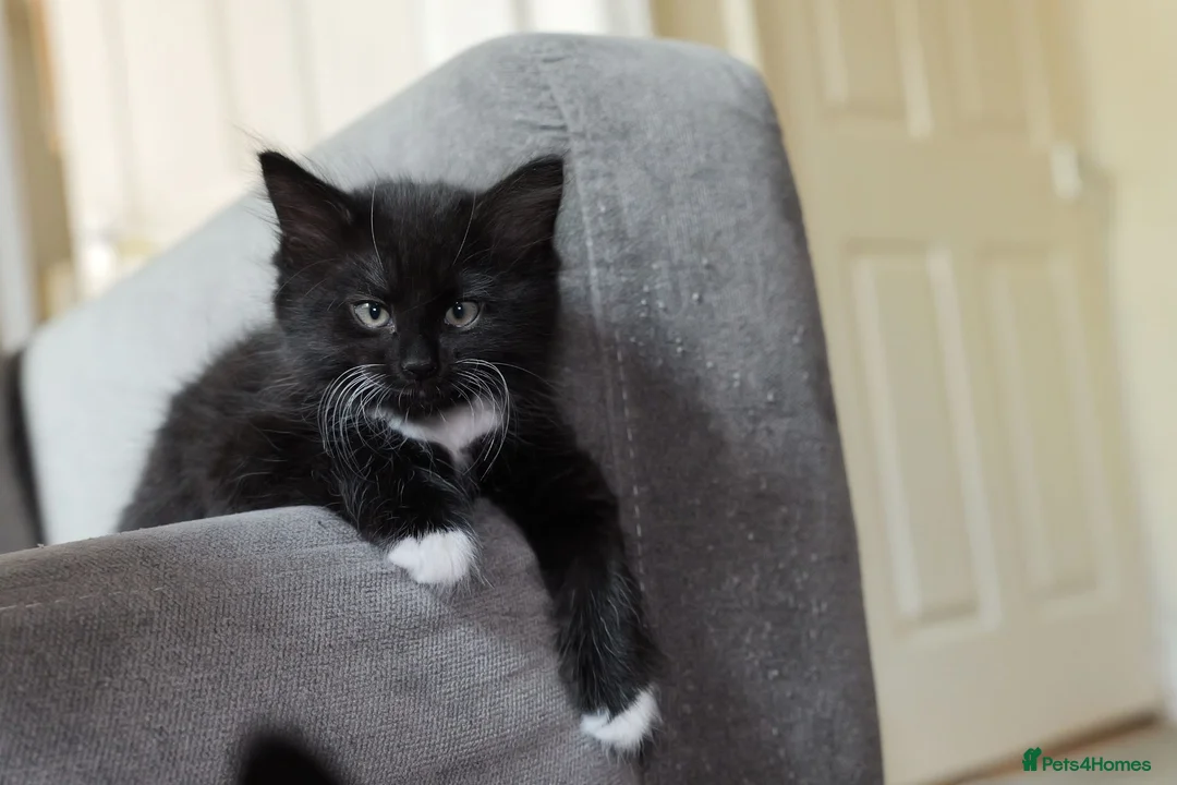 Turkish Angora cats for sale: Playful Kittens for Loving Homes - Advert 2