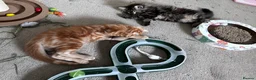 Mixed Breed cats for sale: Amiable mixed breed kttens - Advert 13