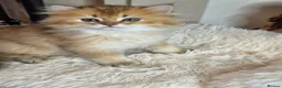 British Longhair cats for sale: British Longhair Kittens – Champion Lines ✨ - Advert 13