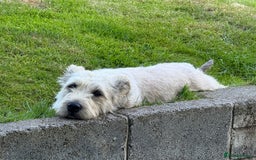 Glen of Imaal Terrier dogs for sale: Glen of Imaal terrier puppies - Image 6