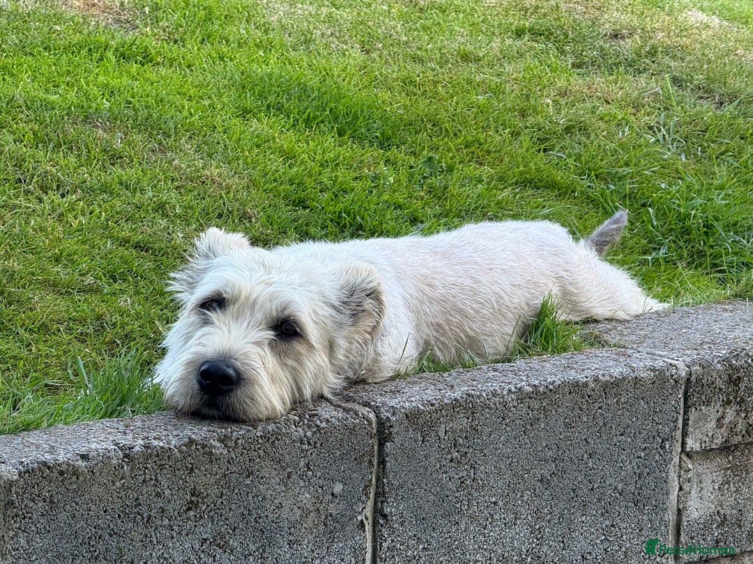 Glen of Imaal Terrier dogs for sale: Glen of Imaal terrier puppies - Image 6
