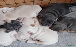 French Bulldog dogs for stud: 5 PANEL HEALTH CLEAR CHARLIE VERY WELL PROVEN! - Image 20