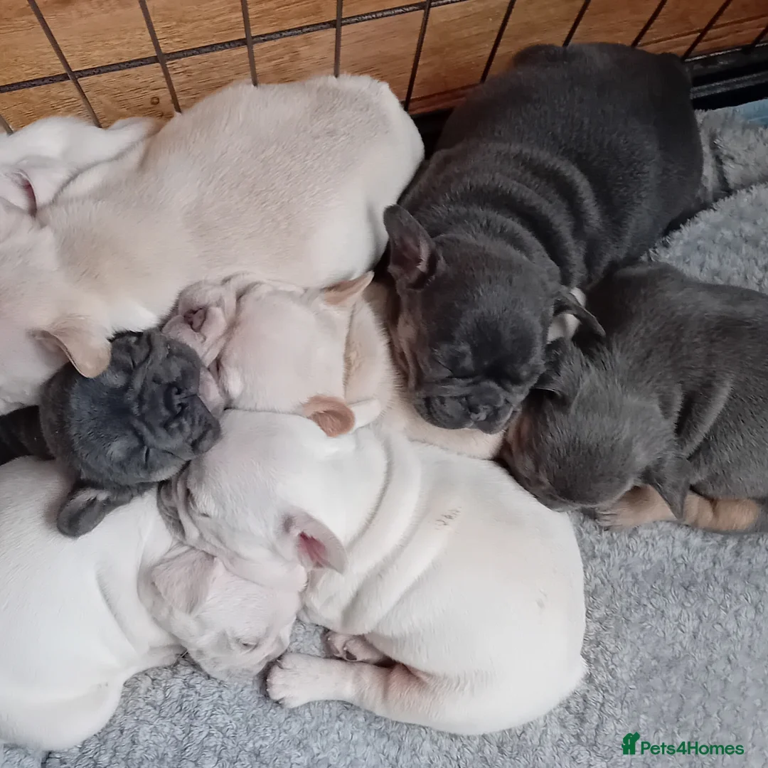 French Bulldog dogs for stud: 5 PANEL HEALTH CLEAR CHARLIE VERY WELL PROVEN! - Image 20