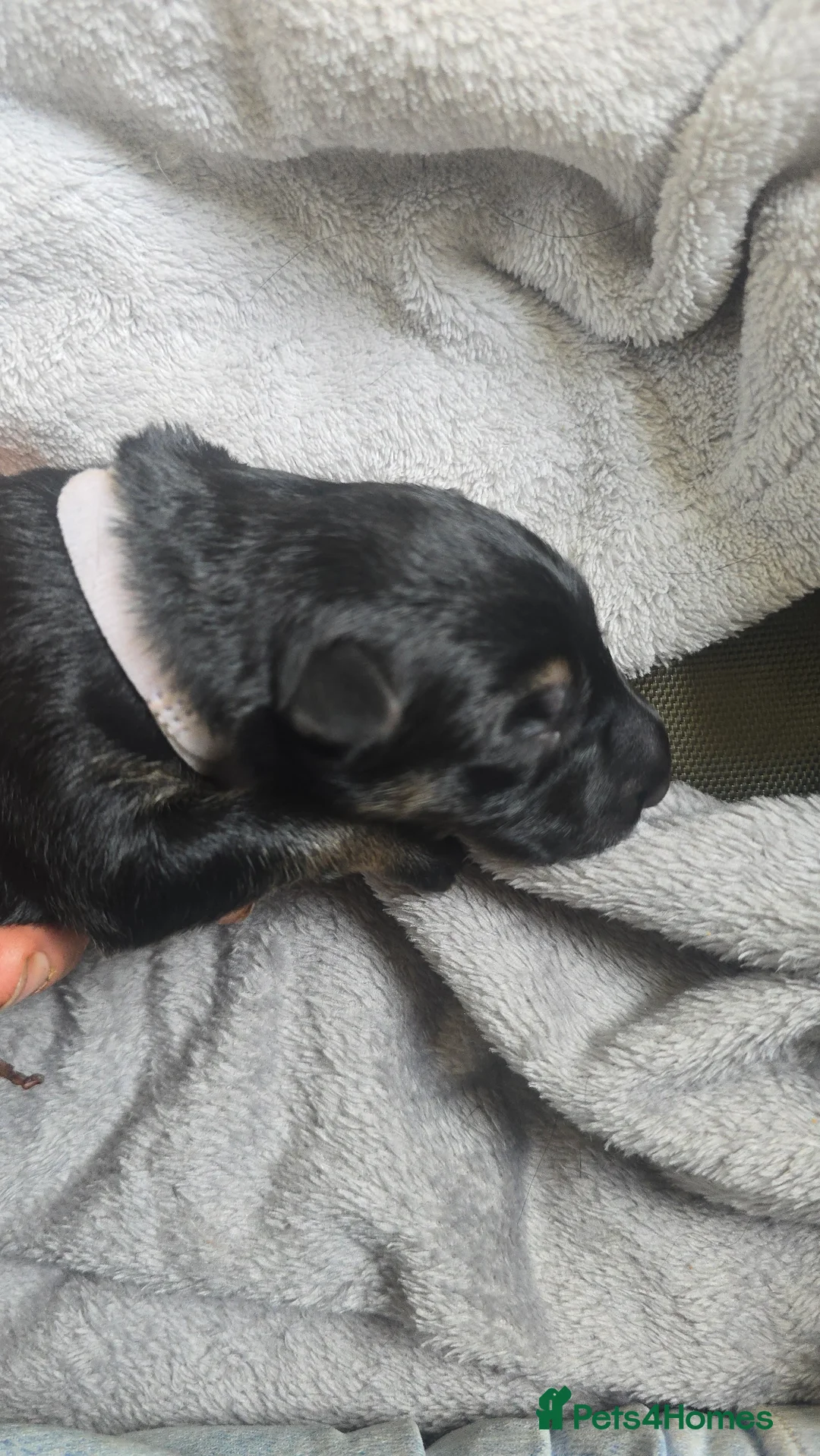 German Shepherd dogs for sale: Exceptional German Shepherd Puppies in Evesham - Advert 2