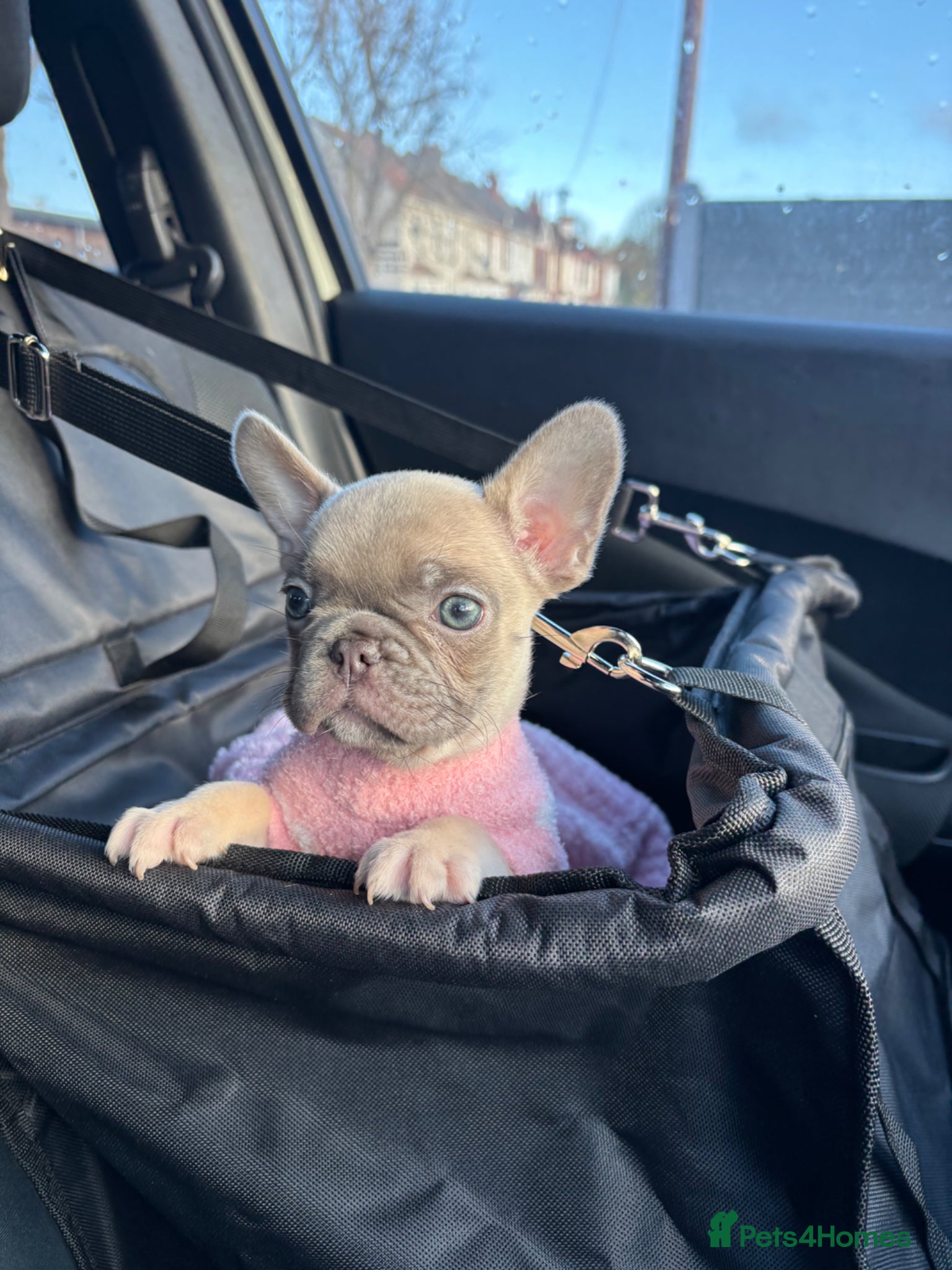 French Bulldog dogs Skye 🐾 🩵 looking for her forever home 🩵 - Advert 5