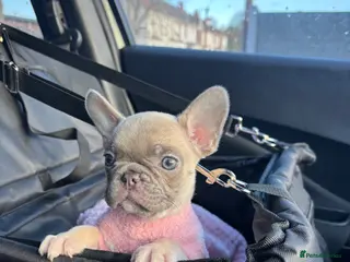 French Bulldog dogs Skye 🐾 🩵 looking for her forever home 🩵 - Advert 5