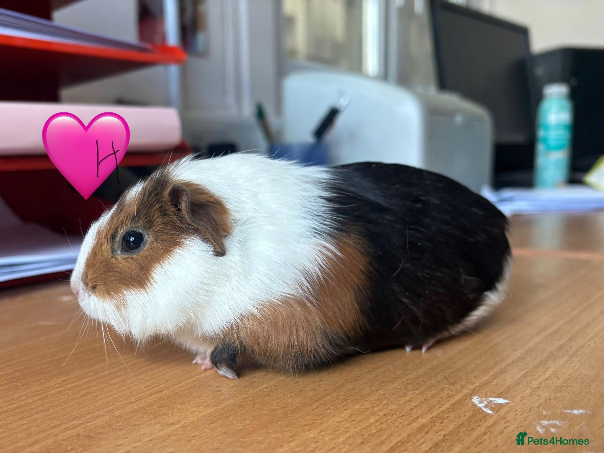 Guinea Pig rodents Young Guinea Pigs - 1 Male & 1 Female - Advert 2