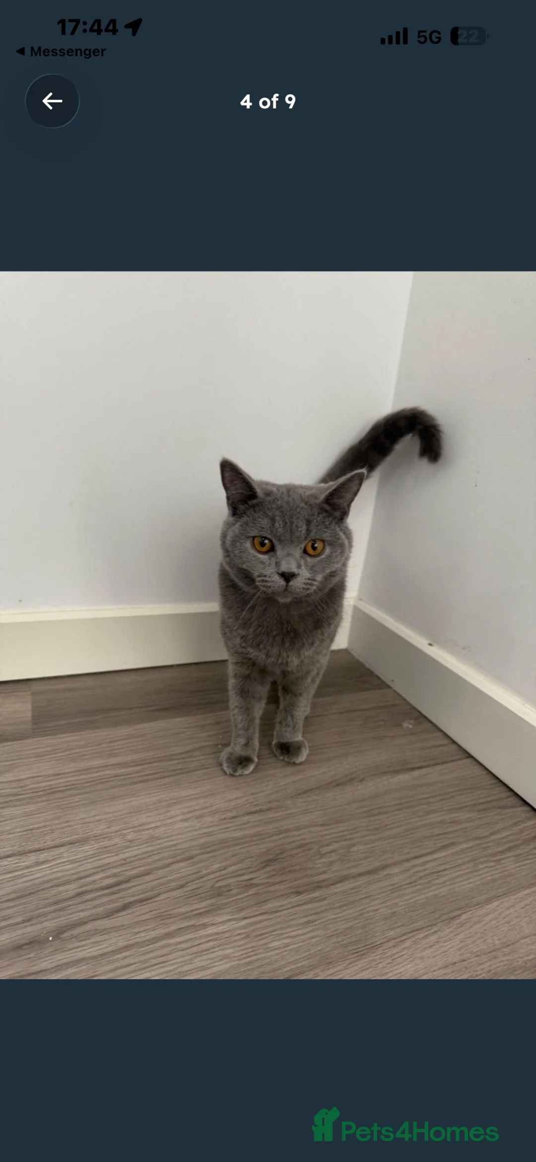British Shorthair cats for sale: Brith shorthair cat  in Watford - Advert 5