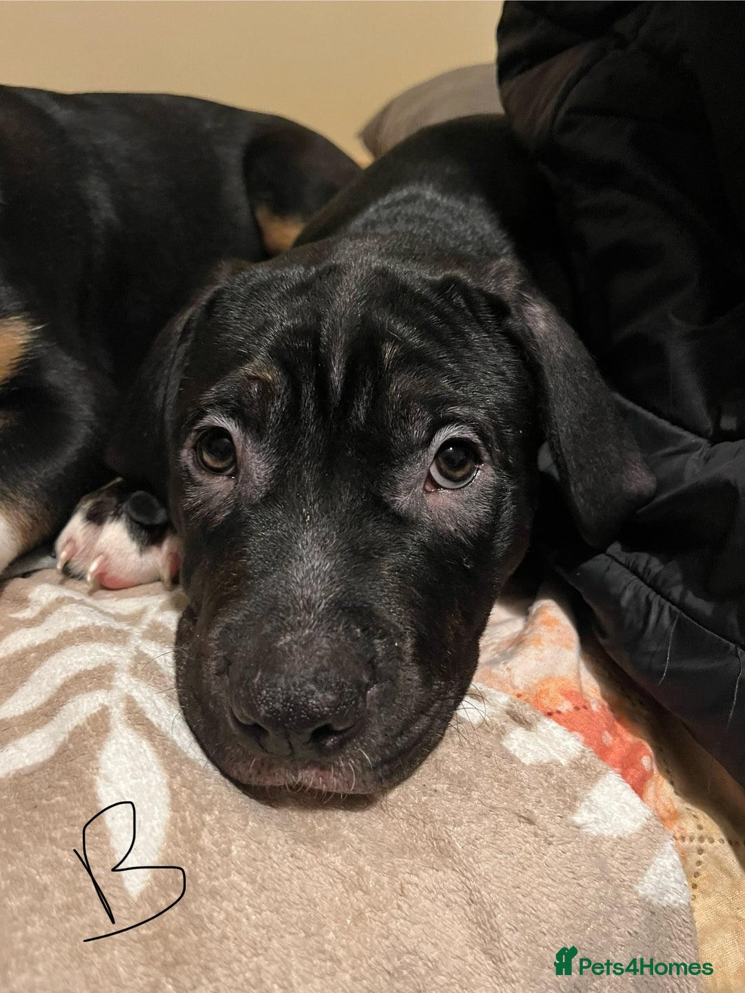 Mixed Breed dogs for sale: Beautiful chunky puppies 😍 - Advert 6