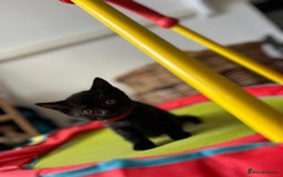 Mixed Breed cats for sale: Kitten British blue x pure black Tom cat - Image 2