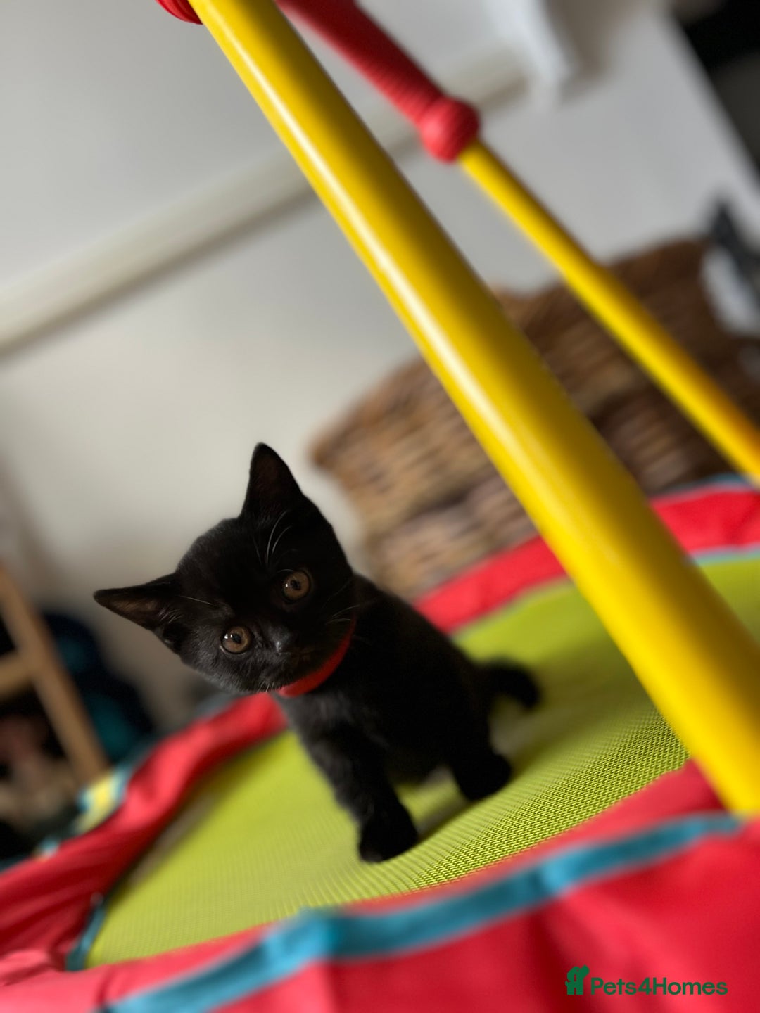 Mixed Breed cats for sale: Kitten British blue x pure black Tom cat - Image 2