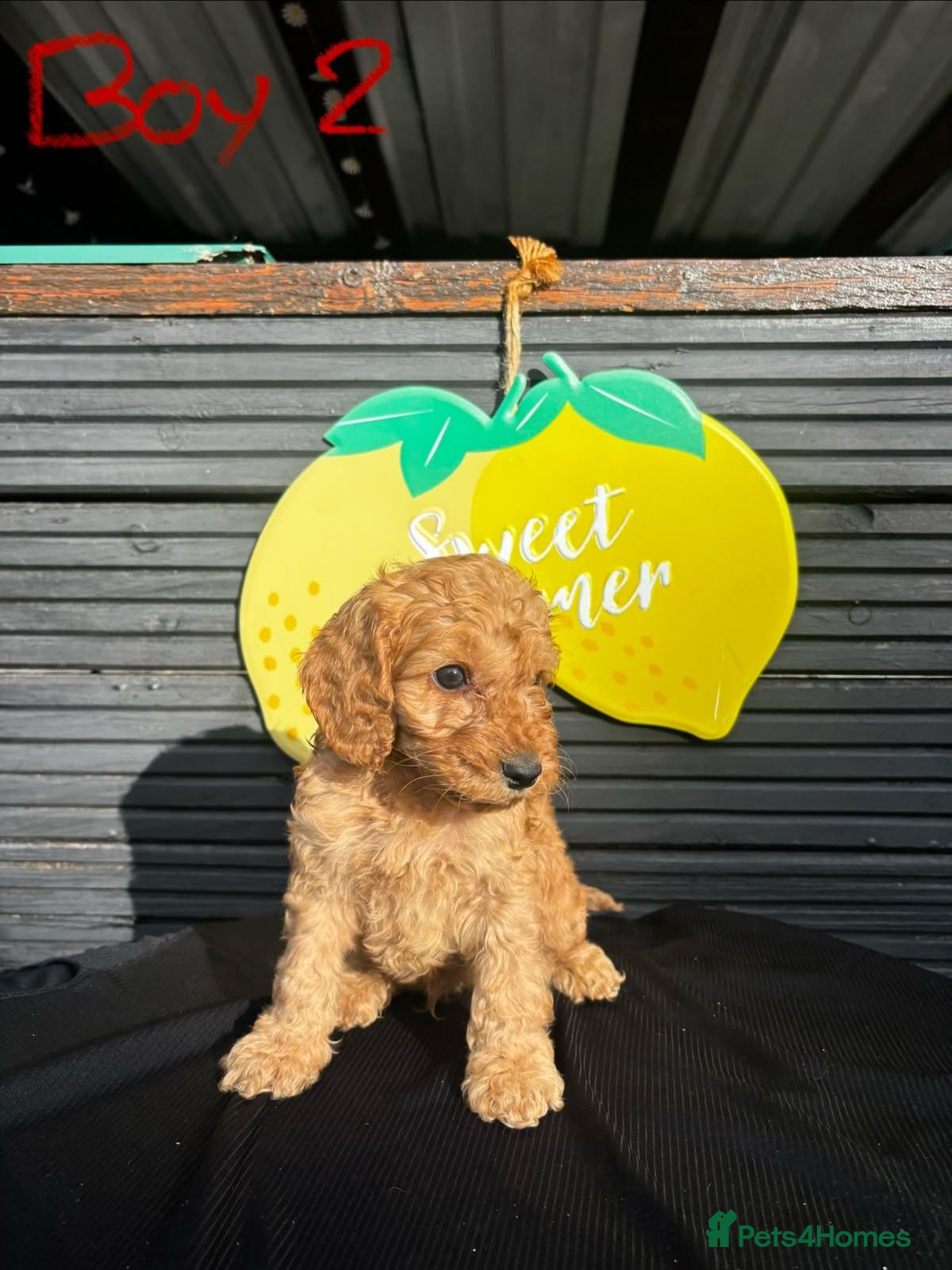 Cockapoo dogs STUNNING F1 COCKAPOO PUPPIES  - Advert 1