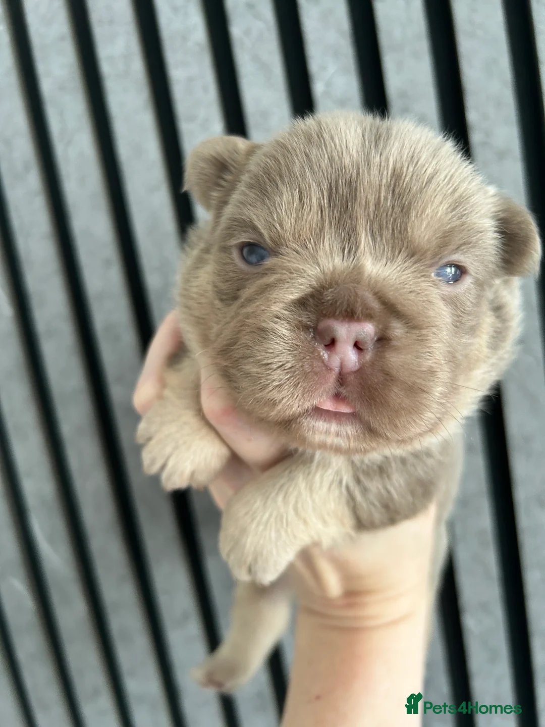 French Bulldog dogs for sale: New shade fluffy French bulldog  - Advert 2