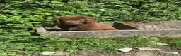 Newfoundland dogs for sale: Three Beautiful Pedigree Newfoundland Puppies  - Advert 4
