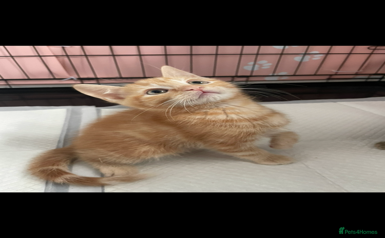 Mixed Breed cats - Advert 6