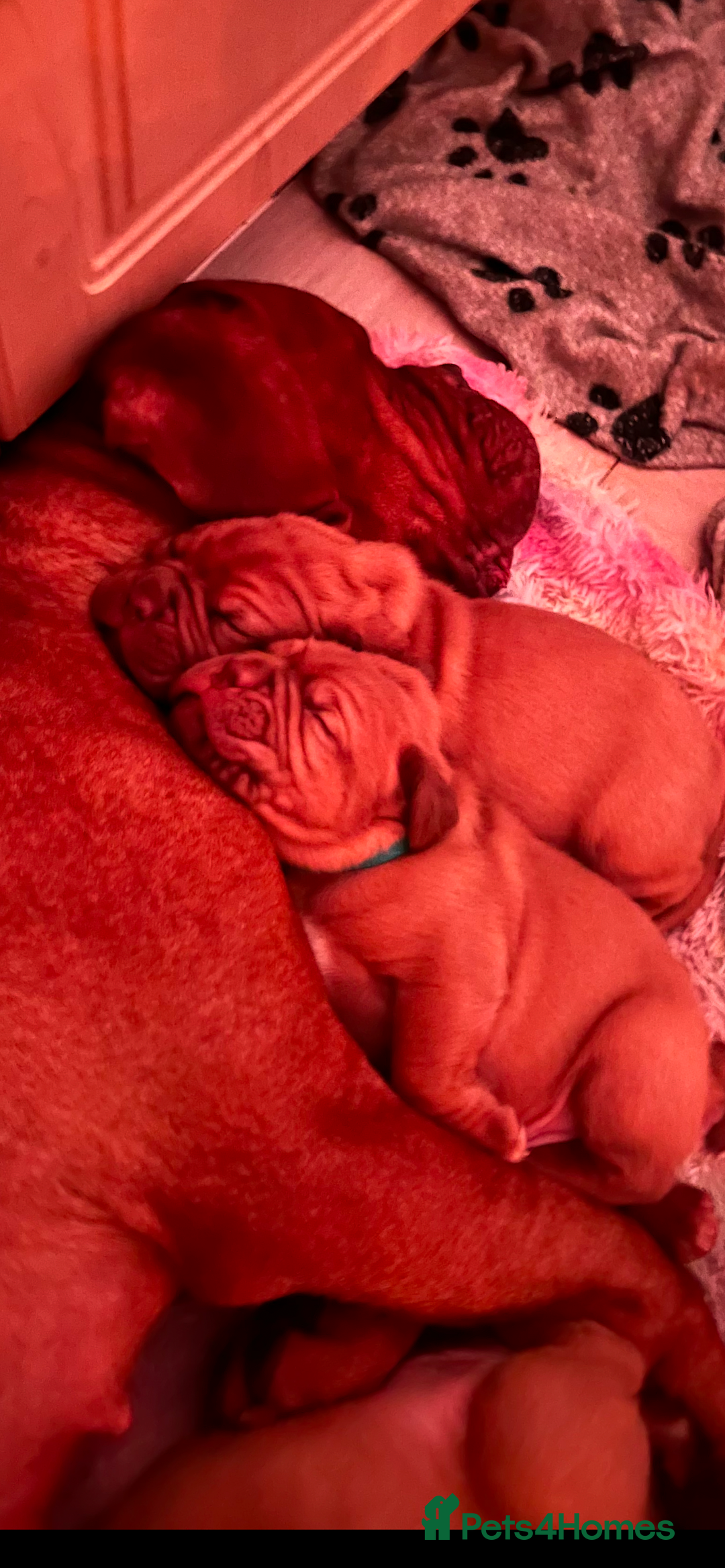 Dogue De Bordeaux dogs for sale: 2 BITCHES!LEFTFULL PEDIGREE 🦁 dogue de Bordeaux  - Advert 8