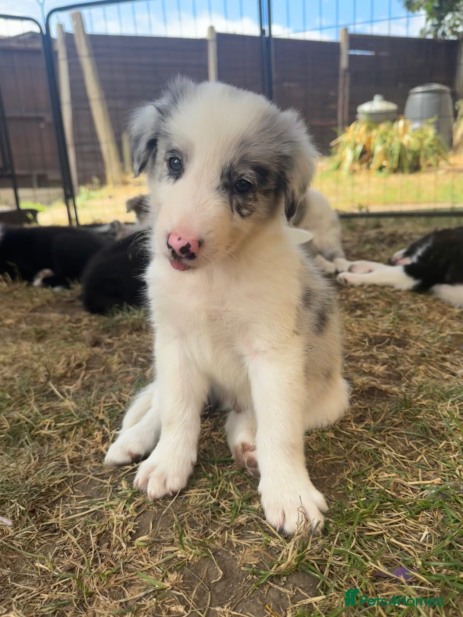 Border Collie dogs Last boy left  - Advert 2