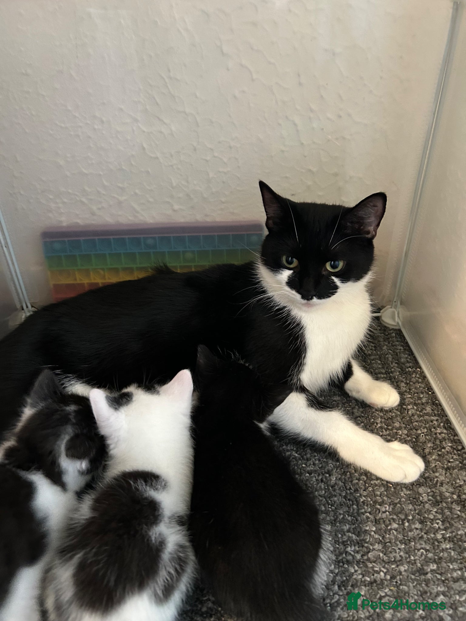 Mixed Breed cats KITTENS FOR SALE TUXEDO  - Advert 2
