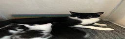 Mixed Breed cats for sale: KITTENS FOR SALE TUXEDO  - Advert 1