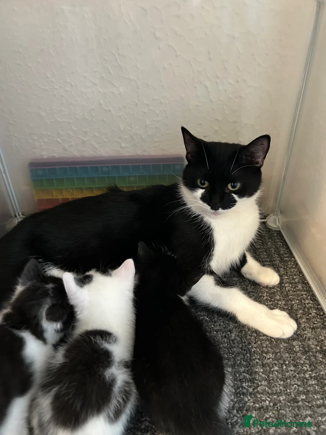 Mixed Breed cats for sale: KITTENS FOR SALE TUXEDO  - Advert 1