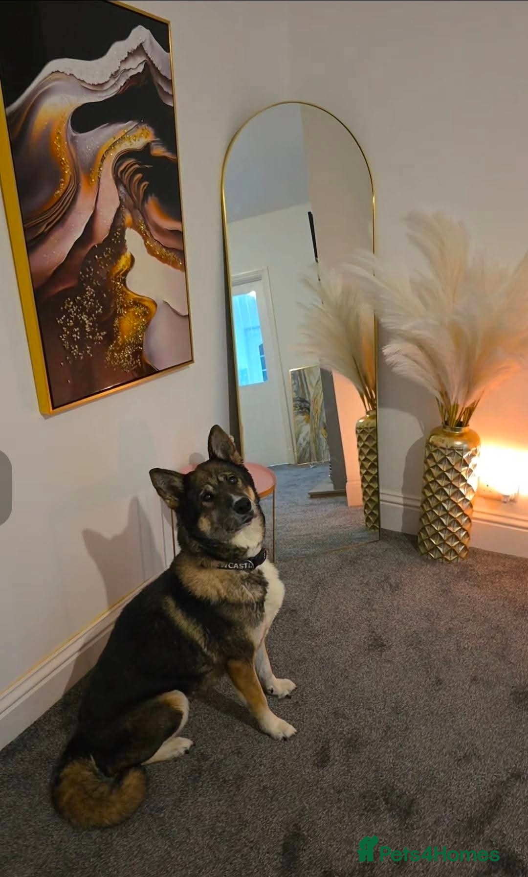 Akita dogs for adoption: REHOMING - Akita in need of forever home - Advert 2