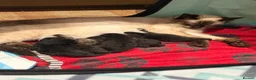 Mixed Breed cats for sale: Beautiful kittens looking for their forever homes - Advert 13