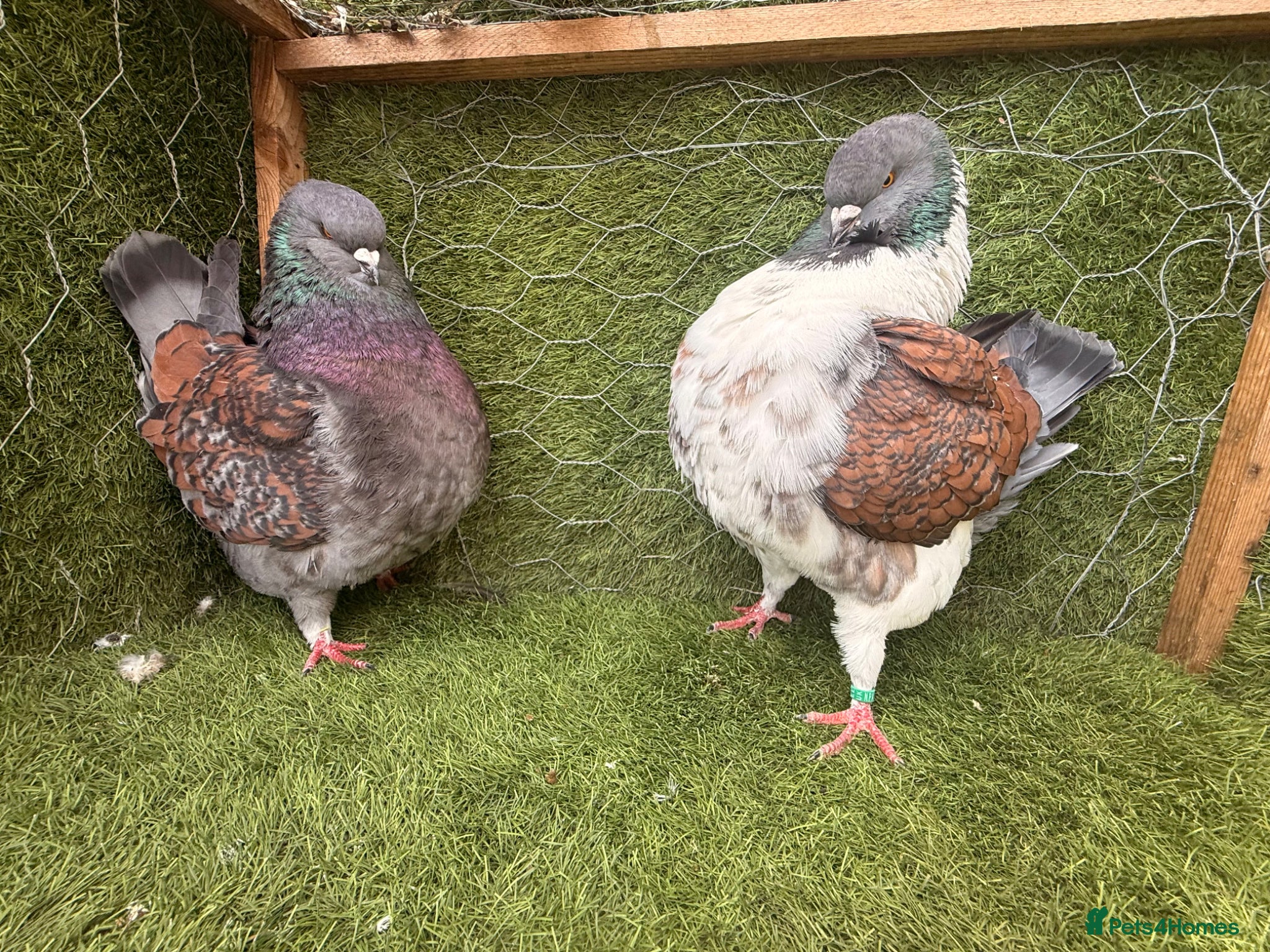 Pigeons birds Top Quality Strong Breeding Pair – Vaccinated - Advert 2