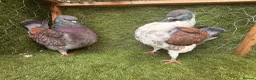 Pigeons birds for sale: Top Quality Strong Breeding Pair – Vaccinated - Advert 27