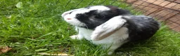 Mini Lop rabbits for sale: Gorgeous Mini Lops  - Advert 8