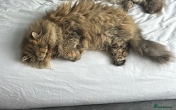 Persian cats for sale: Persian pure breed , neutered female - Image 2