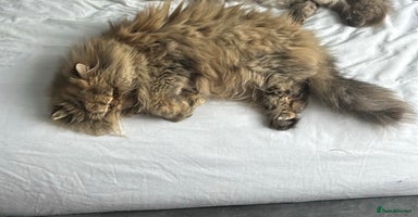 Persian cats - Advert 3