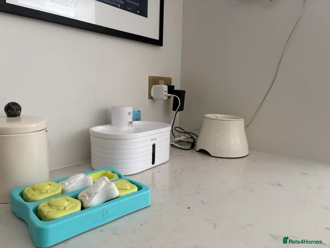 Bengal cats for sale: 1.5 yr old black female Bengal - Advert 9