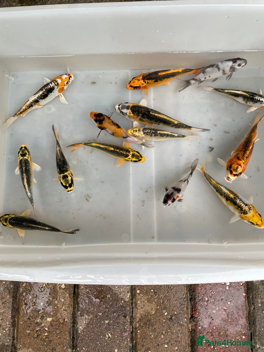 Koi Carp fish for sale: 💥QUALITY KOI CARP COLOURFUL NICE SELECTION💥 - Image 10