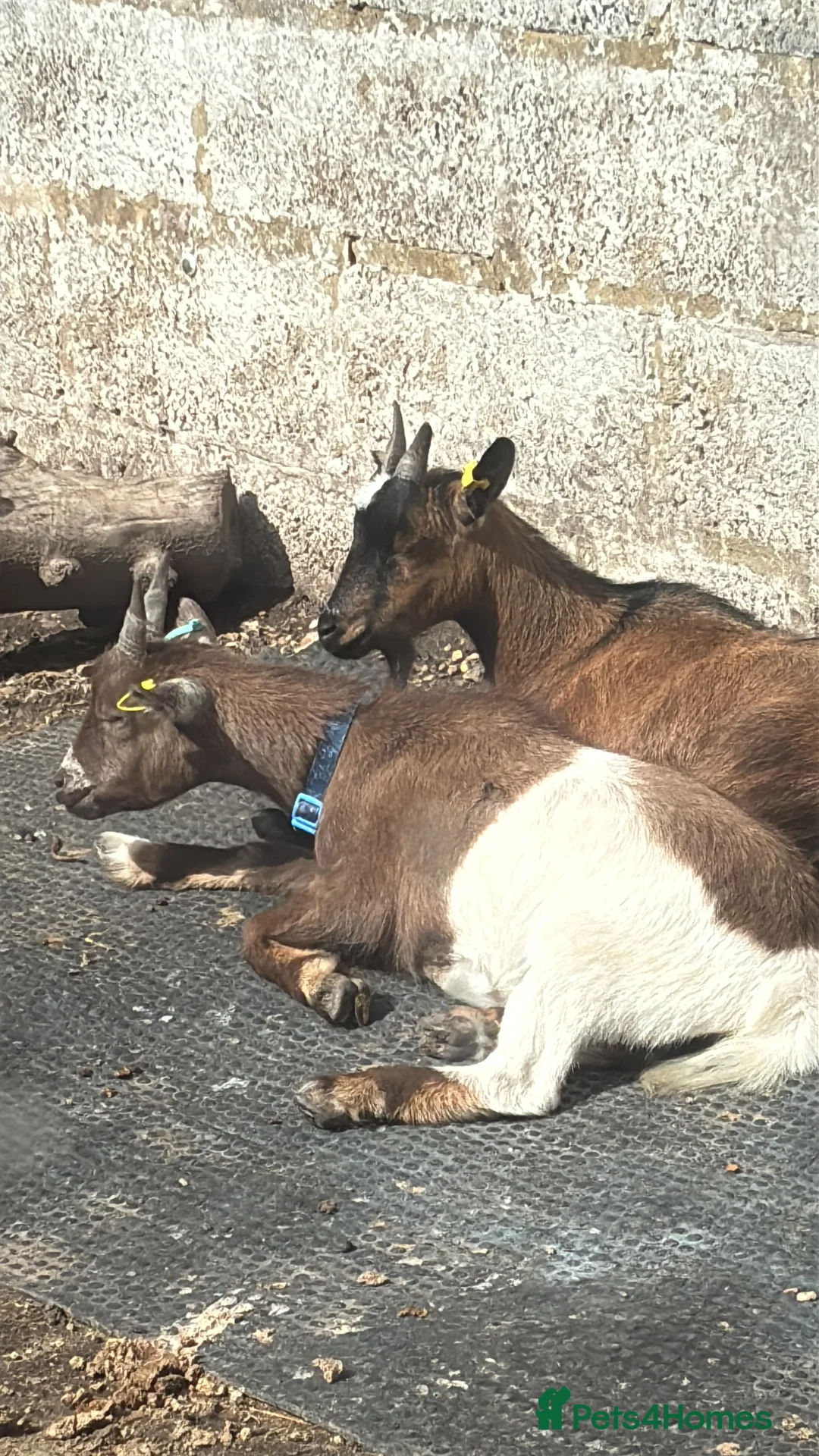 Goats livestock for sale: Pygmy goats  - Advert 5