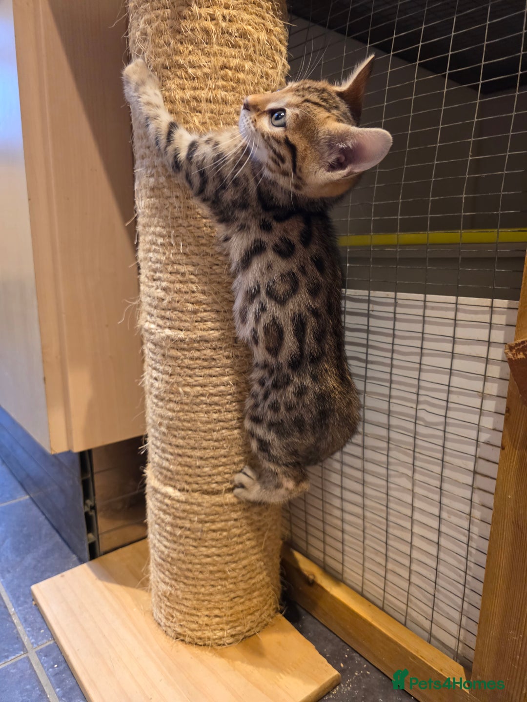 Bengal cats for sale: Outstanding quality Brown rosetted bengal kittens  - Advert 6
