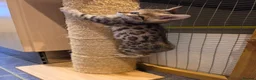 Bengal cats for sale: Outstanding quality Brown rosetted bengal kittens  - Advert 6