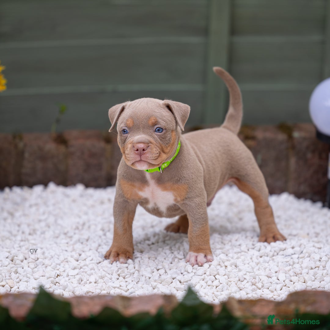 American Bully dogs for sale: American Bully Pocket  - Image 16