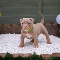 American Bully Puppy 2