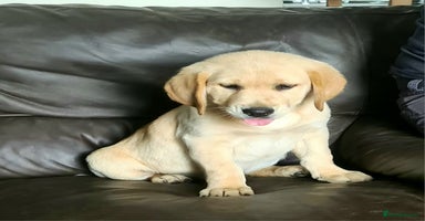 Labrador Retriever dogs - Advert 12