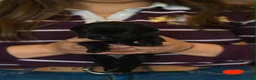 Mixed Breed dogs for sale: Family-raised puppies looking for loving homes - Advert 7