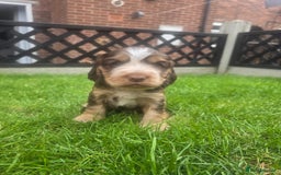 Cocker Spaniel dogs for sale: Show type x working cocker spaniel puppies - Image 12