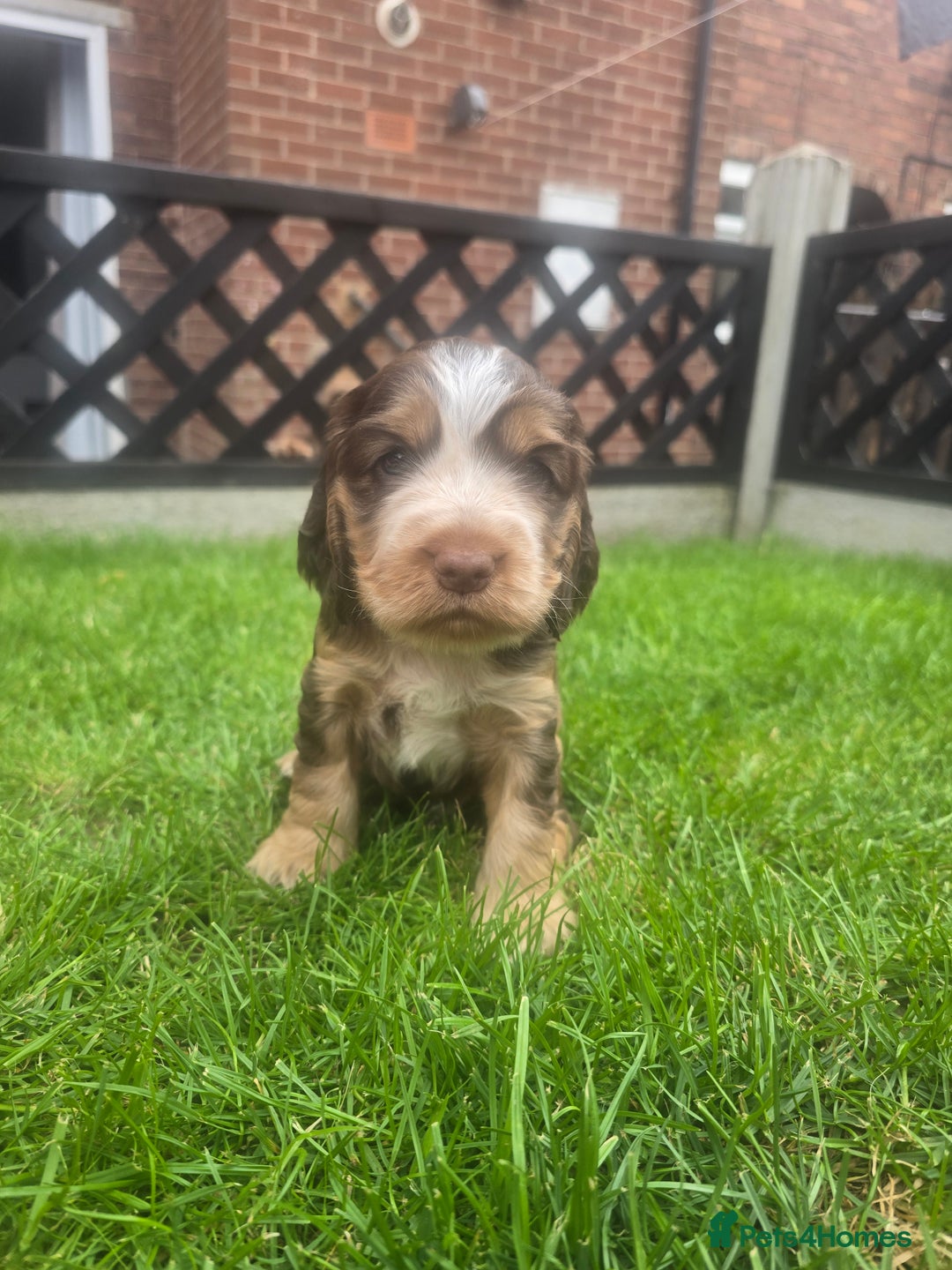 Cocker Spaniel dogs for sale: Show type x working cocker spaniel puppies - Image 12