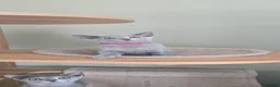 Russian Blue cats for sale: Tica Registered Russian Blue kittens  - Advert 9