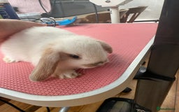 Mini Lop rabbits for sale: 1 male baby mini lop bunnies AVAILABLE   - Image 8