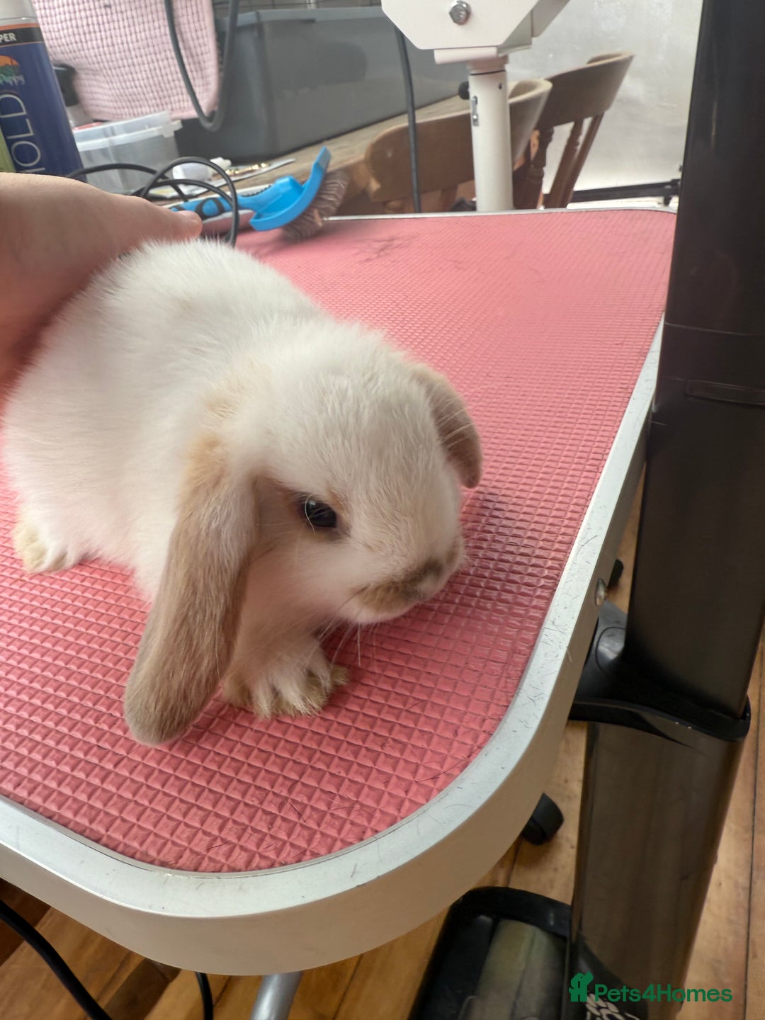 Mini Lop rabbits for sale: 1 male baby mini lop bunnies AVAILABLE   - Image 8