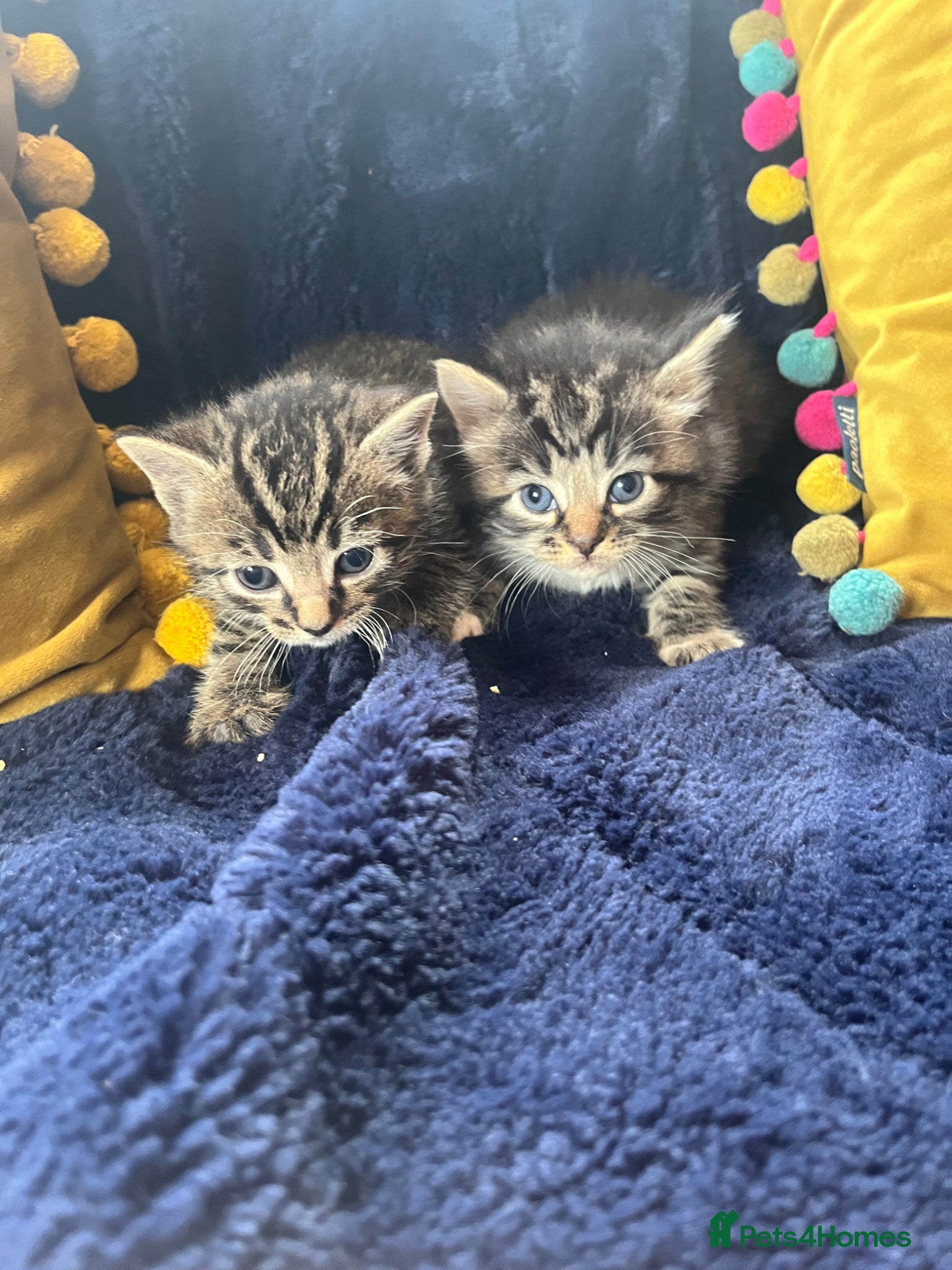 Mixed Breed cats Female Tabby/brit blue kittens  - Advert 12