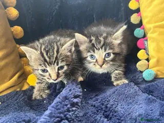 Mixed Breed cats Female Tabby/brit blue kittens - Advert 12