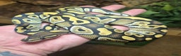 Python Snake reptiles for sale: Baby Royal Pythons born July 2025 - Advert 1