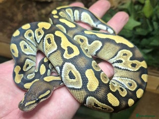 Python Snake reptiles Baby Royal Pythons born July 2025 - Advert 1