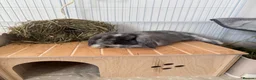 Mini Lop rabbits for sale: Mini lop bunny  - Advert 5